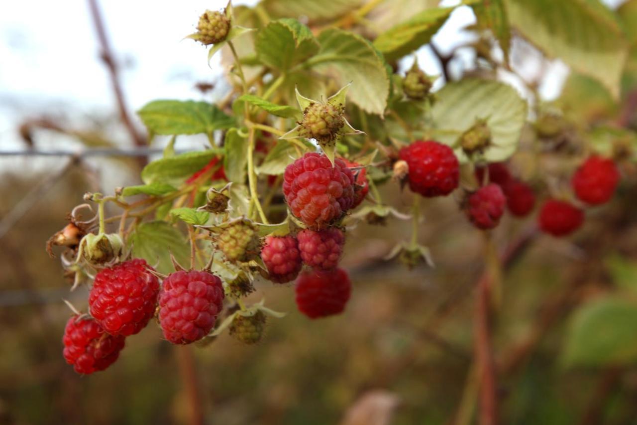 הוילה הייסטינגס The Berry Farm Retreat מראה חיצוני תמונה